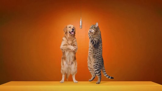 Pet Rap Duo